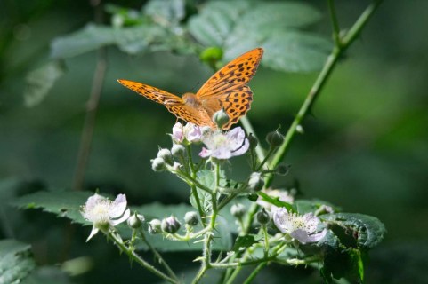 Schmetterling Kaisermantel auf Brombeerblüten (c) FRank Koebsch (3)