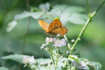 Schmetterling Kaisermantel auf Brombeerblüten (c) FRank Koebsch (4)