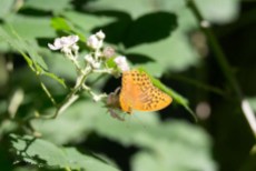 Schmetterling Kaisermantel auf Brombeerblüten (c) FRank Koebsch (5)