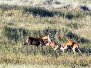 Junge Hirsche kämpfen spielerisch am Darßer Ort (c) FRank Koebsch (2)
