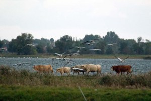 Kraniche und Rinder auf den Boddenwiesen von Ummanz (c) Frank Koebsch (3)