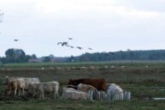 Kraniche und Rinder auf den Boddenwiesen von Ummanz (c) Frank Koebsch (4)