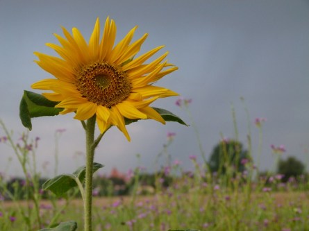 o.T. (c) Aquarell mit Sonnenblumen von Hanka Koebsch