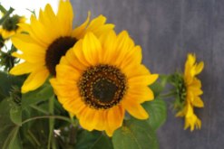 Sonnenblumen (c) Aquarell von Hanka Koebsch