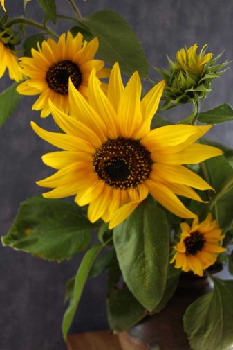Sonnenblumen (c) Aquarell von Hanka Koebsch