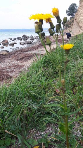 Letze Blüten am Strand von Reddevitzer Höft (c) FRank Koebsch (1)