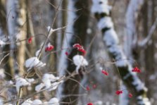 Rote Beeren als Farbtupfer im Winterwald (c) Frank Koebsch