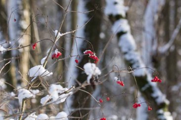 Rote Beeren als Farbtupfer im Winterwald (c) Frank Koebsch