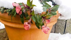 Blüten der Lenzrosen im Winter (c) Frank Koebsch (2)