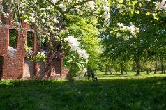 Pein Air Festival 2018 - Die Obstblüte im Klostergarten Bad Doberan ist ein wunderbares Motiv (c) FRank Koebsch (1)