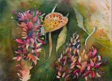 Farbspiele im Spätsommer (c) ein Schmetterlingsaquarell von Frank Koebsch