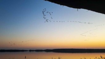 Anflug der Kraniche auf den Rederand See bei Sonnenunergang (c) FRank Koebsch (1)