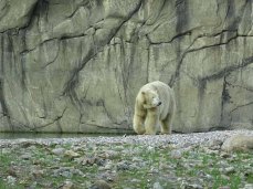 Eisbär Akiak im Polarium des Rostocker Zoos (c) Hanka Koebsch (3)
