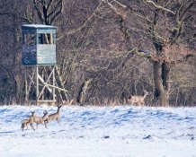 Rehe auf den winterlichen Wiesen bei Sanitz (c) FRank Koebsch (2)