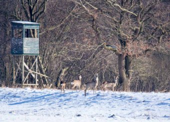 Rehe auf den winterlichen Wiesen bei Sanitz (c) FRank Koebsch (5)