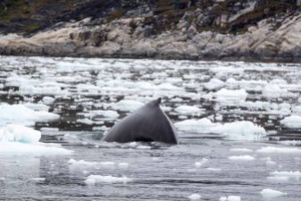 Buckelwale vor Ilimanaq in der Disko Bucht (18) FRank Koebsch