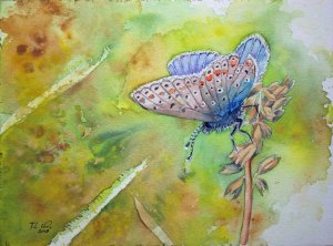 Hauhechel-Bläuling beim Sonnenbad (c) ein Schmetterlingsaquarell von Frank Koebsch