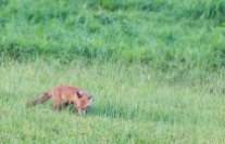 Fuchs auf Entdeckungstour auf den Wiesen beim Lüsewitzer See (c) FRank Koebsch (3)