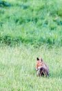Fuchs auf Entdeckungstour auf den Wiesen beim Lüsewitzer See (c) FRank Koebsch (5)