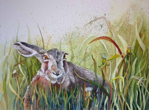 Ein Hase versteckt im Gras (c) Aquarell von Frank Koebsch