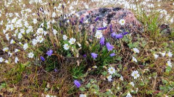 Alpen-Hornkraut und Glockenblumen an der Diskobucht in Ilimanaq (c) FRank Koebsch (1)