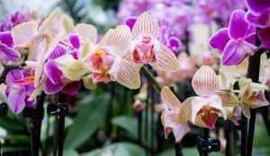 Ein Meer von Orchideenblüten (c) FRank Koebsch (2)