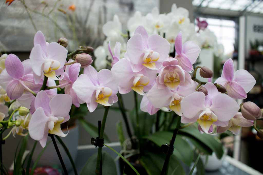 Farbspiel der Orchideen bei Grönfingers (c) Frank Koebsch (4)