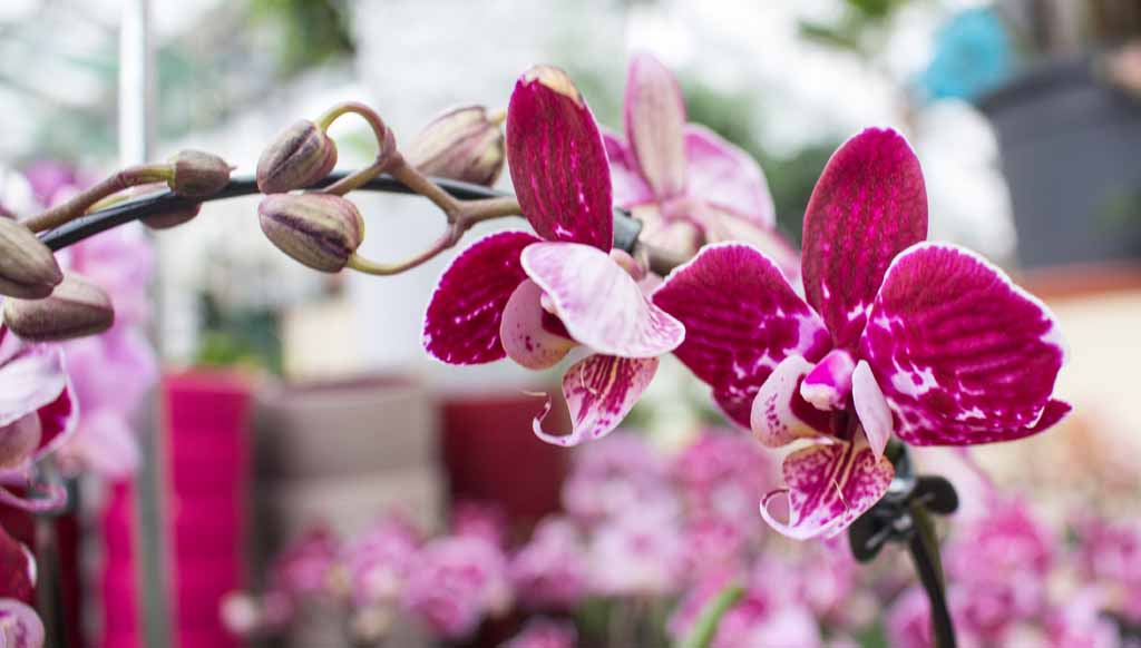 Farbspiel der Orchideen bei Grönfingers (c) Frank Koebsch (6)