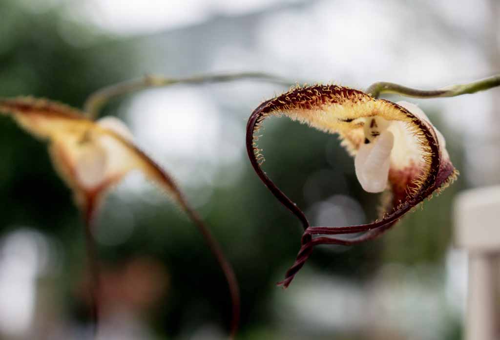 Orchideen bei Grönfingers (c) Frank Koebsch (5)