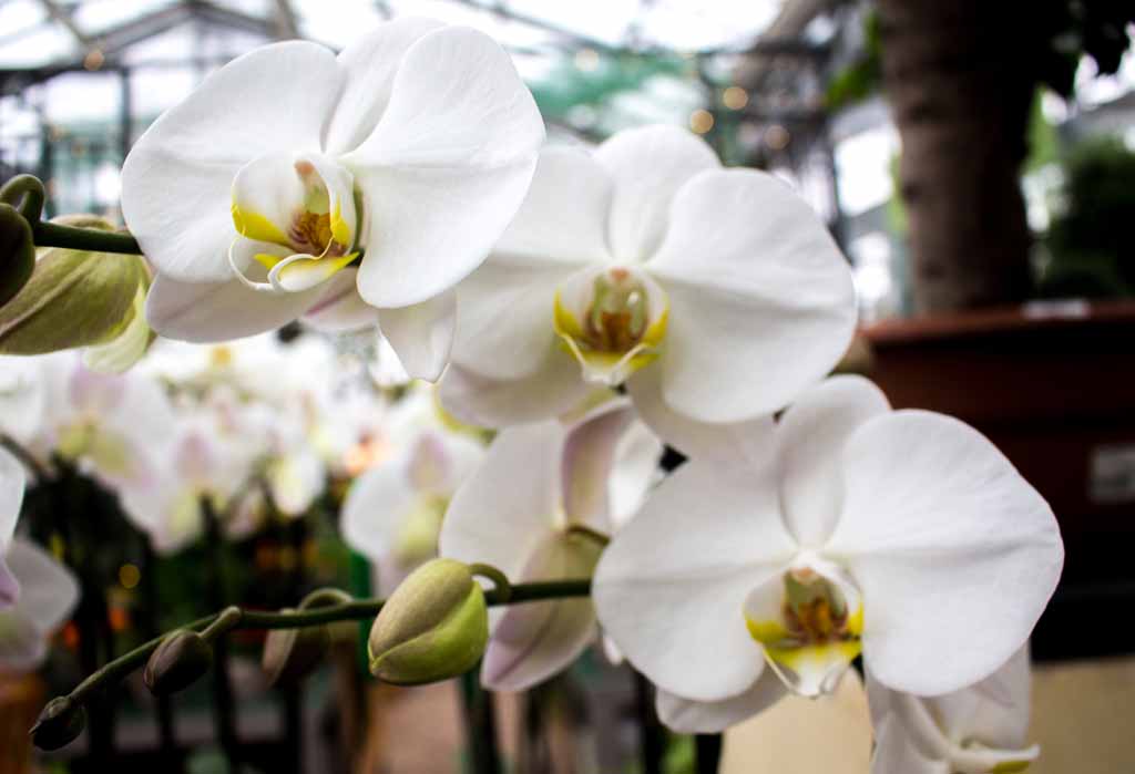 Weiße Orchideen bei Grönfingers (c) Frank Koebsch (1)