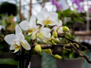 Weiße Orchideen bei Grönfingers (c) Frank Koebsch (2)