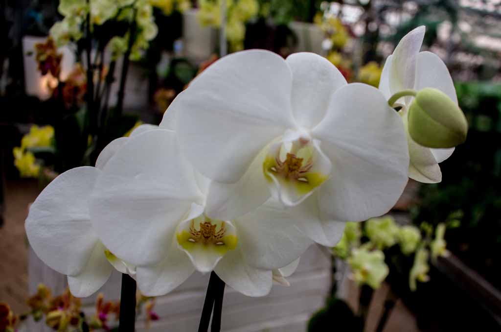 Weiße Orchideen bei Grönfingers (c) Frank Koebsch (3)