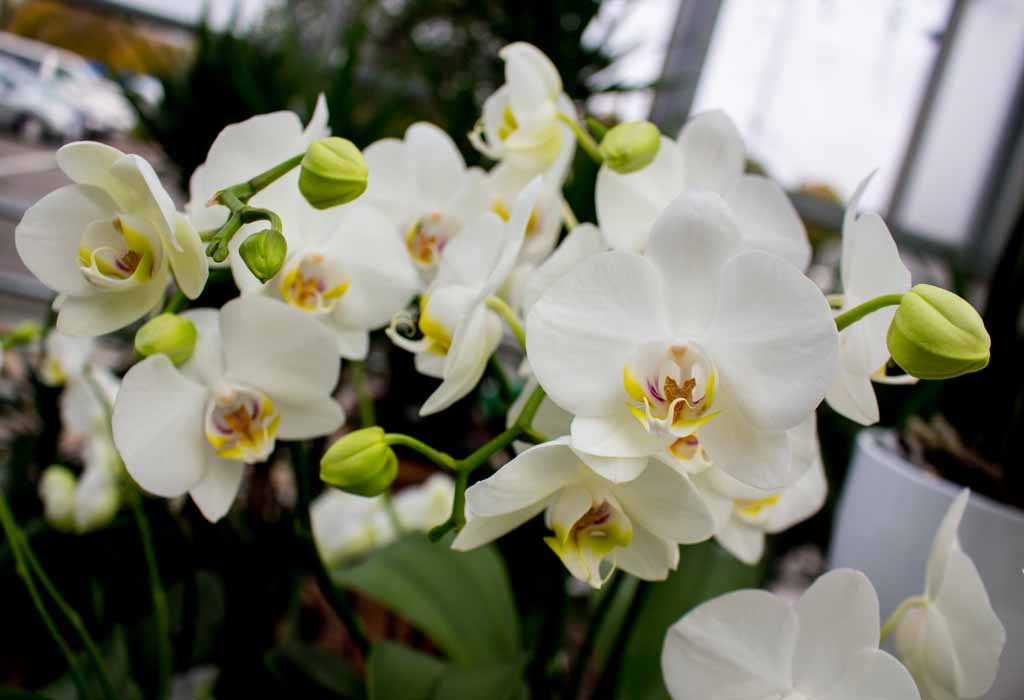 Weiße Orchideen bei Grönfingers (c) Frank Koebsch (4)