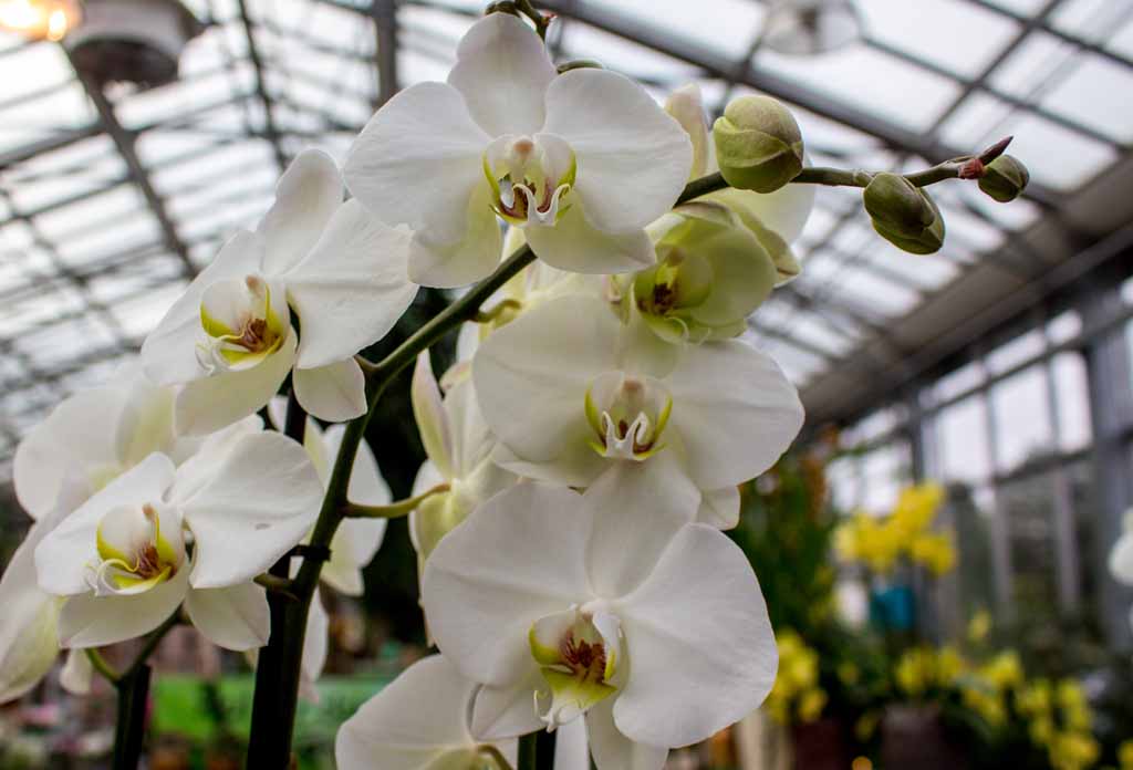 Weiße Orchideen bei Grönfingers (c) Frank Koebsch (5)