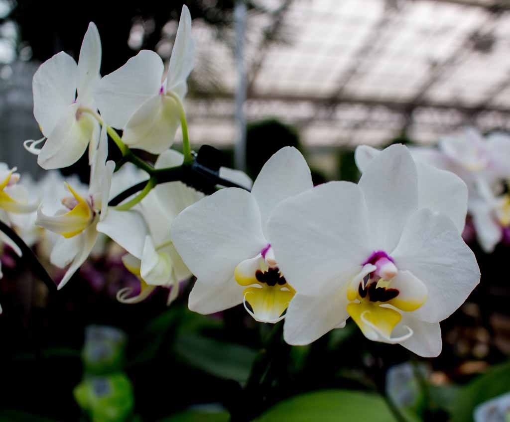 Weiße Orchideen bei Grönfingers (c) Frank Koebsch (6)