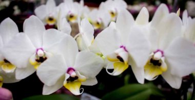 Weiße Orchideen bei Grönfingers (c) Frank Koebsch (7)