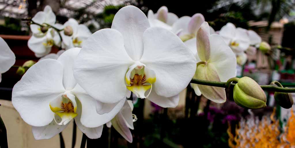 Weiße Orchideen bei Grönfingers (c) Frank Koebsch (8)