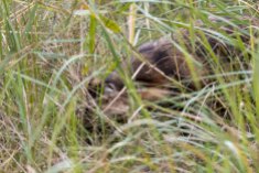 Marderhund im Gras am Darßer Ort (c) Frank Koebsch