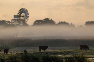 Kühe im Nebel auf den Wiesen des Mönchguts (c) Frank Koebsch (1)