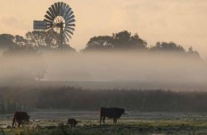 Kühe im Nebel auf den Wiesen des Mönchguts (c) Frank Koebsch (2)