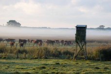 Kühe im Nebel auf den Wiesen des Mönchguts (c) Frank Koebsch (3)
