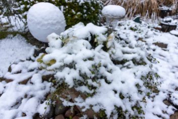 Der erste Schnee bedeckt die Christrosen in unserem Garten (c) Frank Koebsch (1)