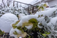 Der erste Schnee bedeckt die Christrosen in unserem Garten (c) Frank Koebsch (2)
