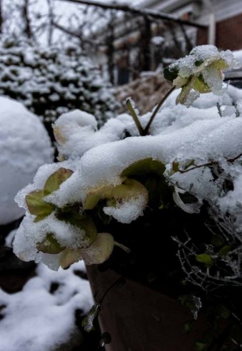 Der erste Schnee bedeckt die Christrosen in unserem Garten (c) Frank Koebsch (3)