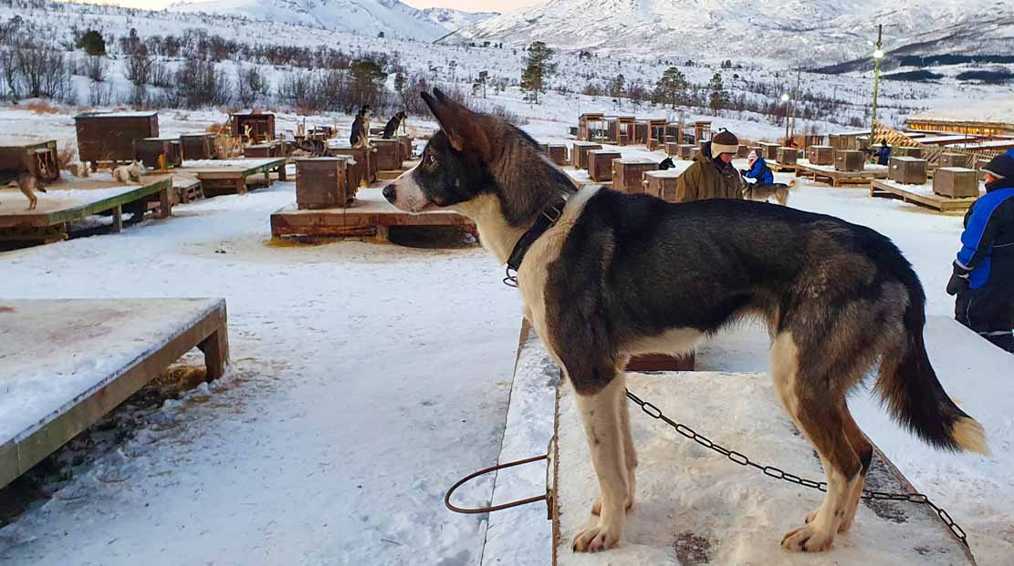 Alaskan Huskies im Tromsø Villmarksenter (c) Frank Koebsch (2)