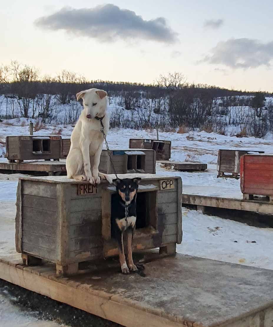 Alaskan Huskies im Tromsø Villmarksenter (c) Frank Koebsch (4)