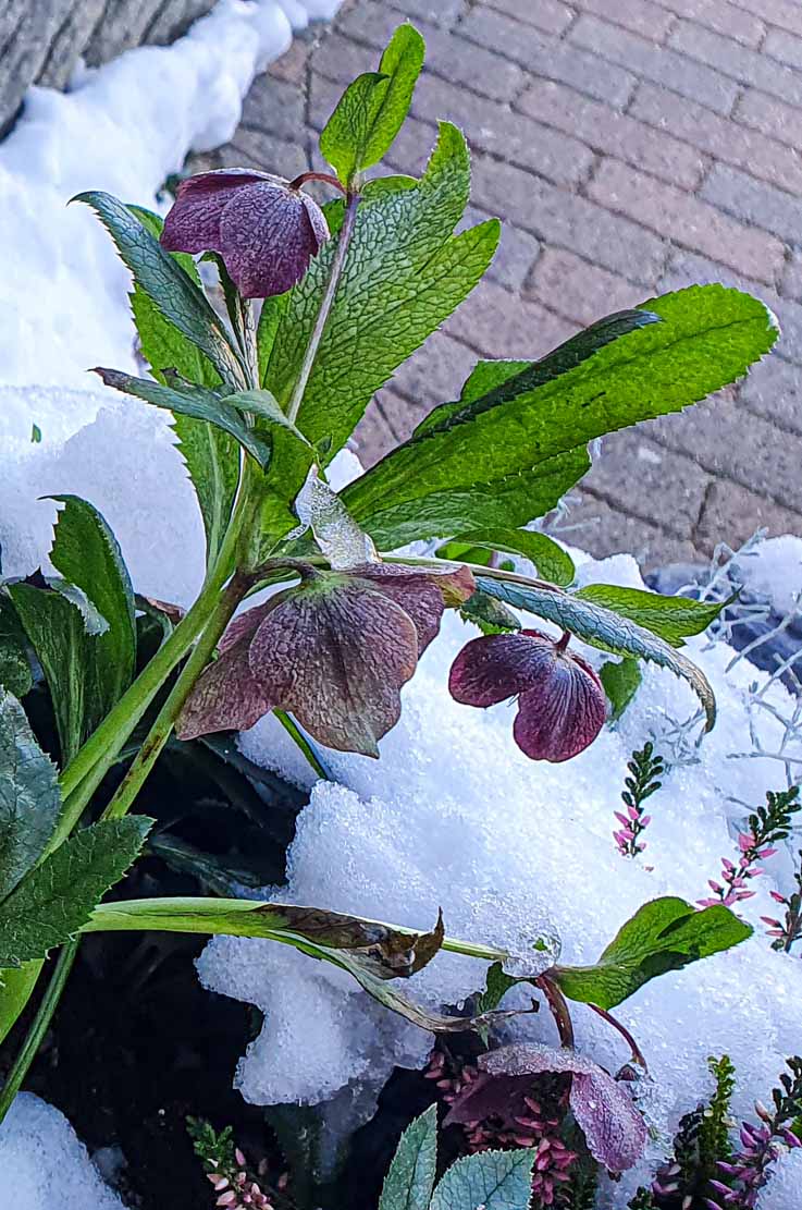 Lenzrosen in unserem verschneiten Garten (c) FRank Koebsch (4)