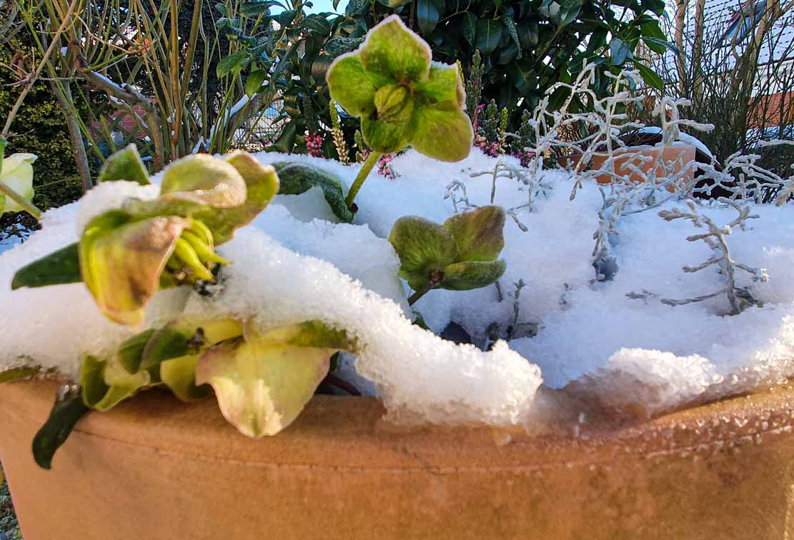 Lenzrosen in unserem verschneiten Garten (c) FRank Koebsch (6)