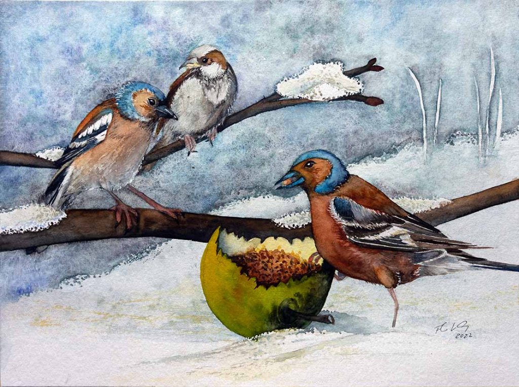 Picknick im Schnee (c) ein Aquarell mit Buchfinken und Spatz von Frank Koebsch