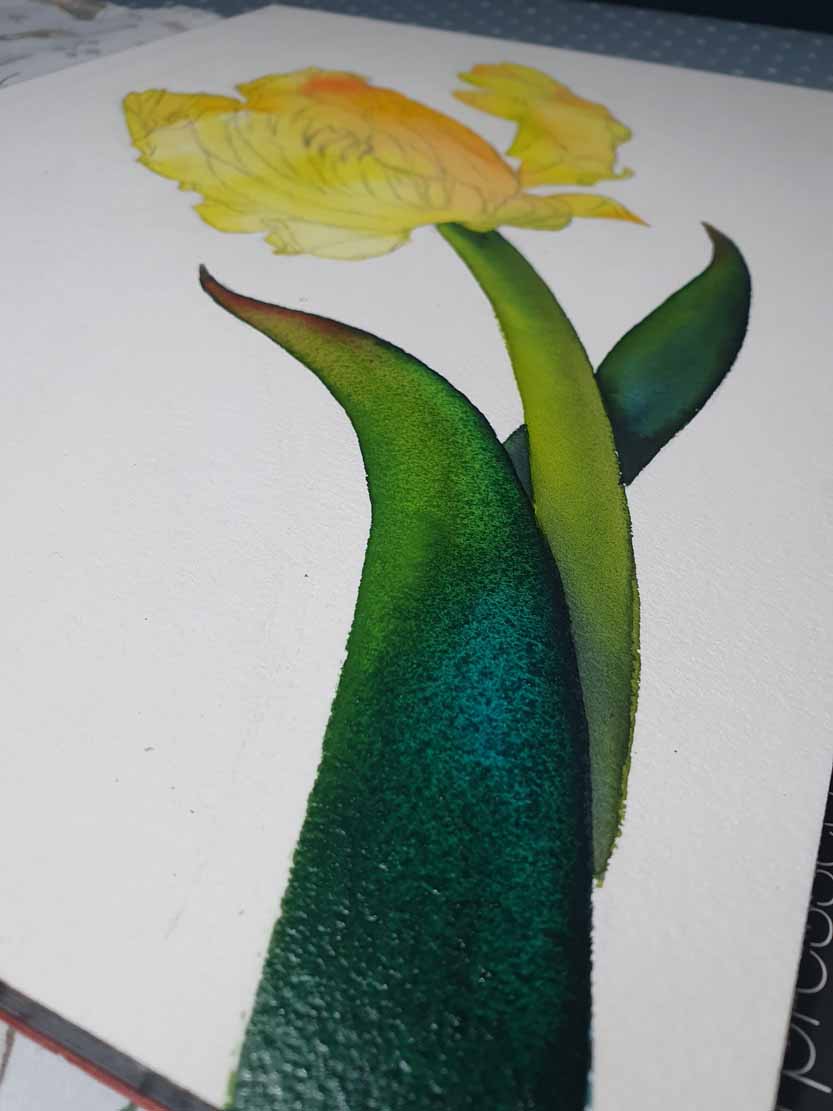 Farbspiel in den Laubblättern eines Tulpen Aquarells (c) Frank Koebsch (2)